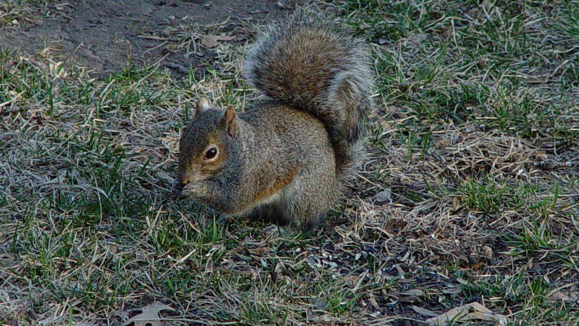 A group of hunters were arrested in Missouri after killing nearly 500 squirrels.