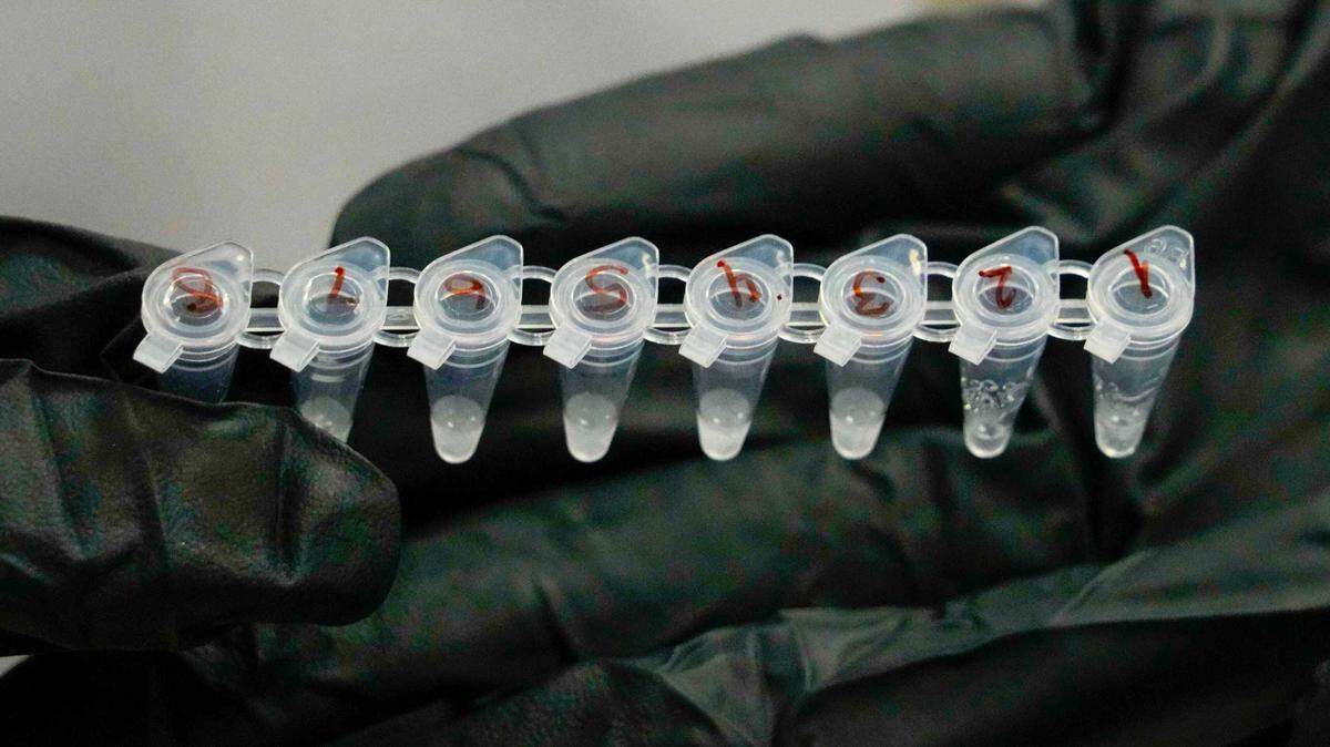 Bird flu samples are tested in a New York lab in 2022. In 2024, the bird flu has been spreading between poultry, cattle and now humans. But health officials still say human-to-human infection is unlikely.