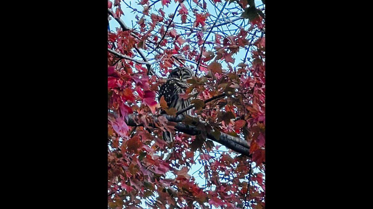 This barred owl spent the entire day on Thanksgiving keeping an eye on Denise Snodell’s family home.