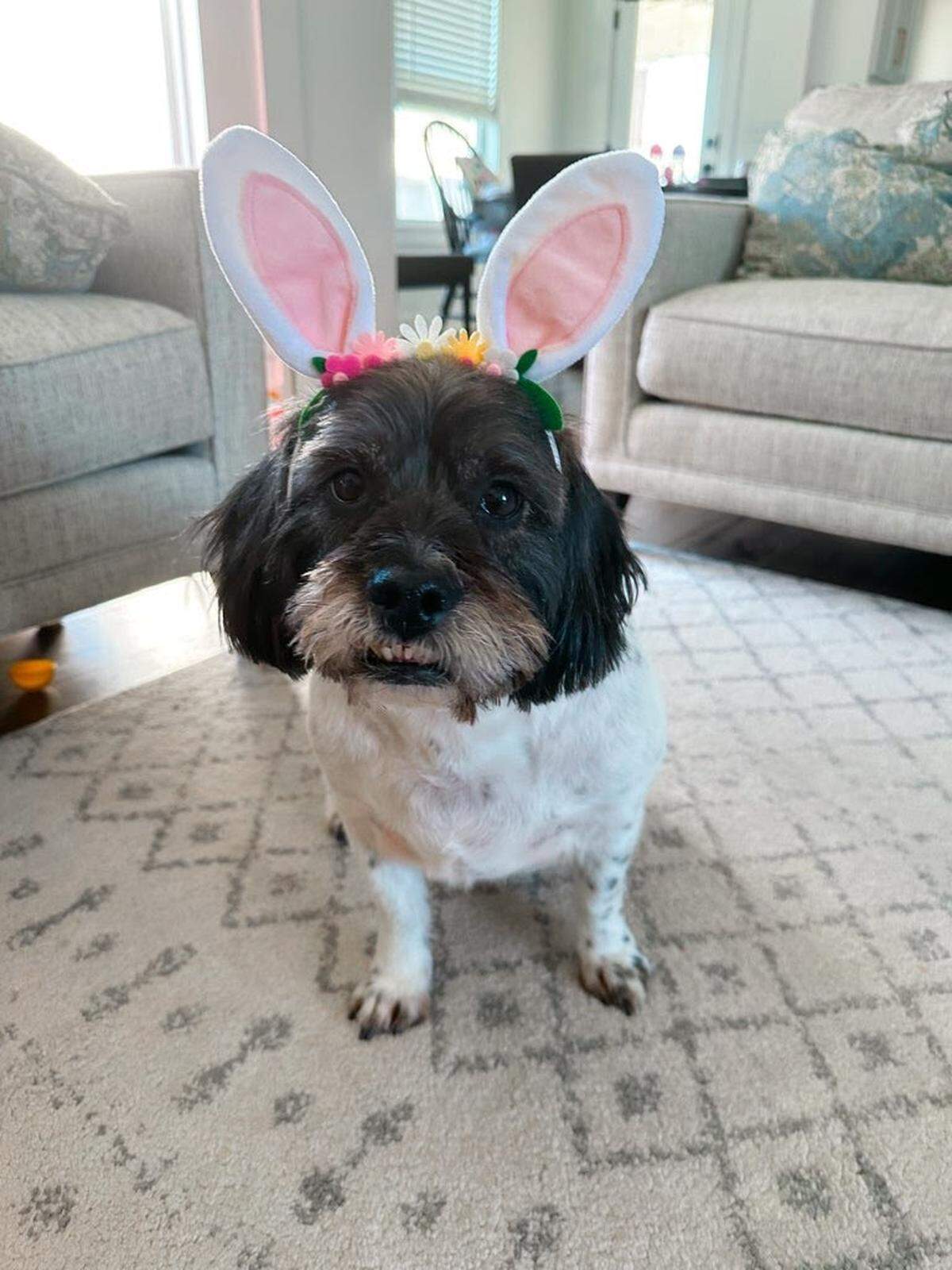 Toddlers Sophia and Chloe DeBauche like to dress Murphy up in bunny ears. The 8-year-old canine won The Star’s cutest dog contest.