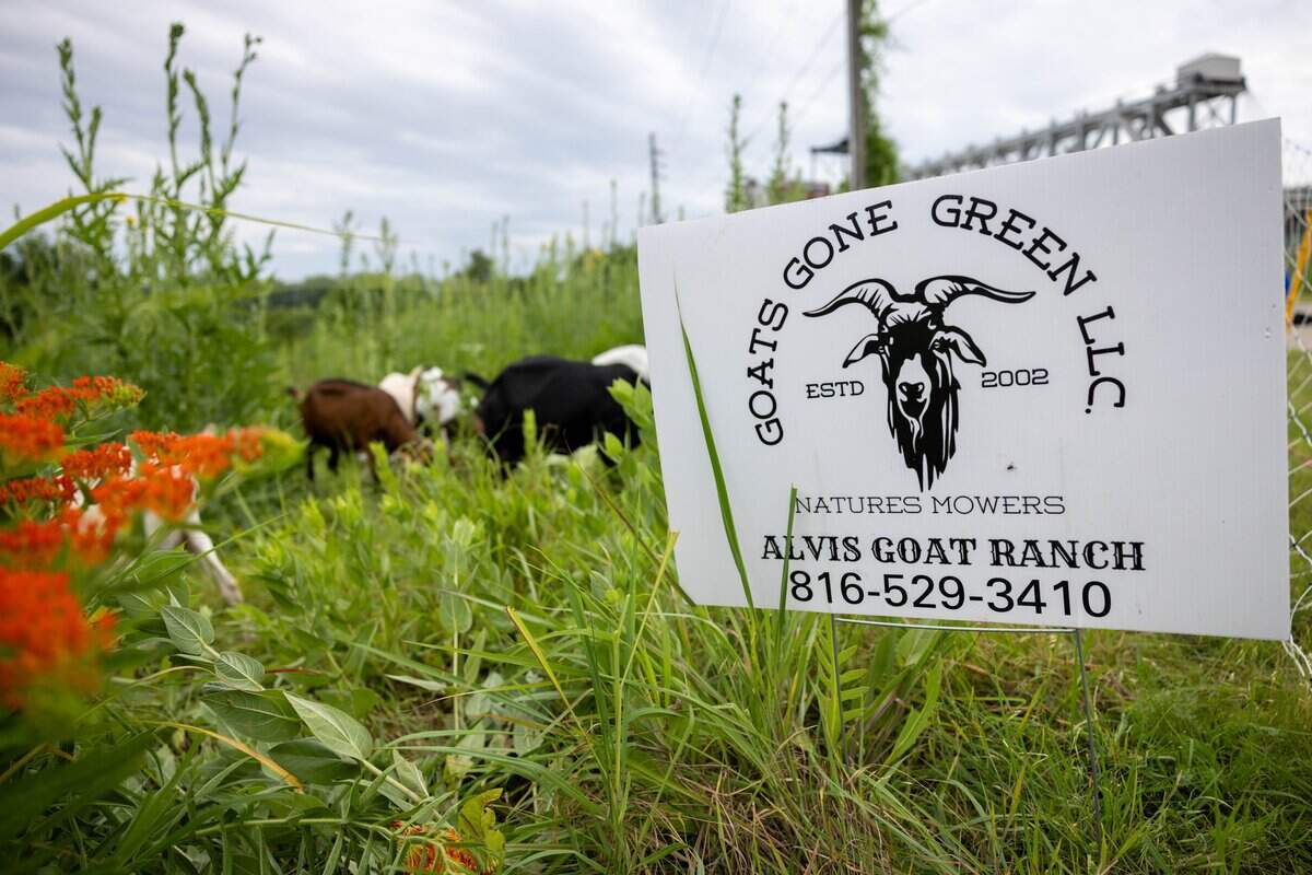 Goats Gone Green "Natures Mowers" arrive at Heritage Riverfront Trail on Tuesday, June 9, 2026. Several dozen goats are being used as environmentally friendly “mowers” to clear roughly two acres of overgrown land in the coming weeks.