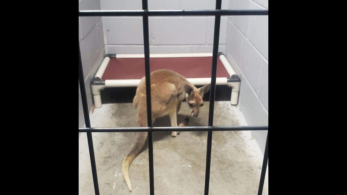 Edwardsville police officers and Bonner Springs animal control officer captured an injured baby kangaroo on Interstate 435 near Kansas 32 in Edwardsville. It is believed the animal escaped from a mobile petting zoo.