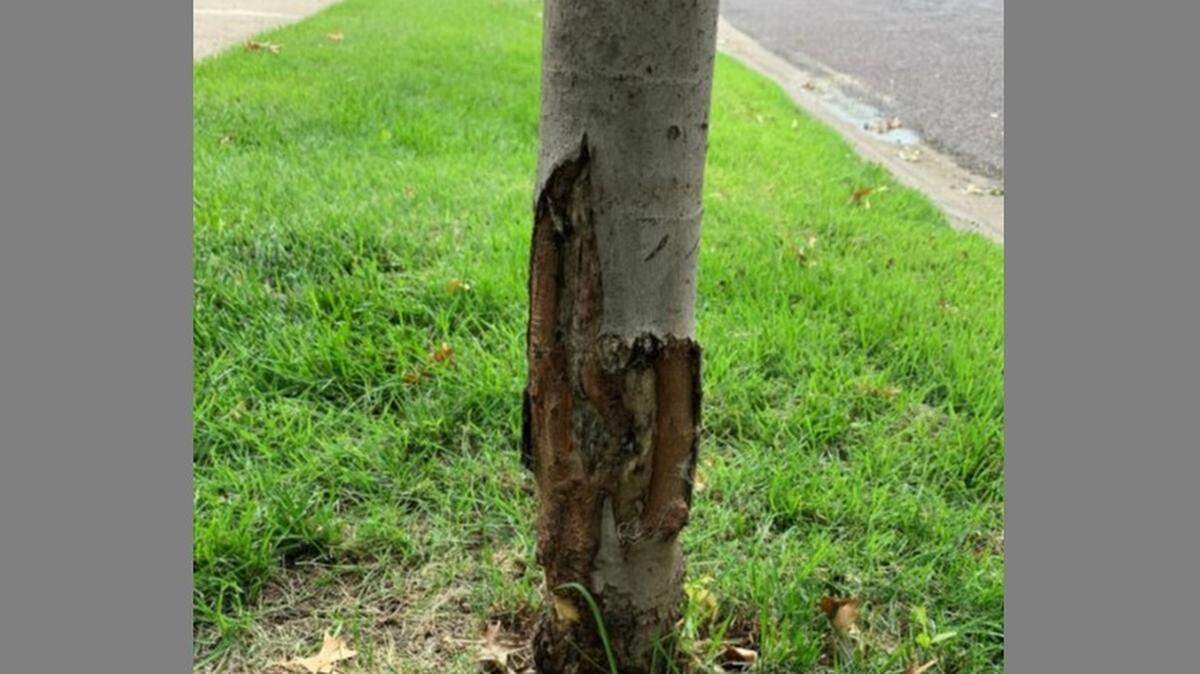 Hurt the bark of a young tree with a mower and you’ll do permanent damage to the tree.