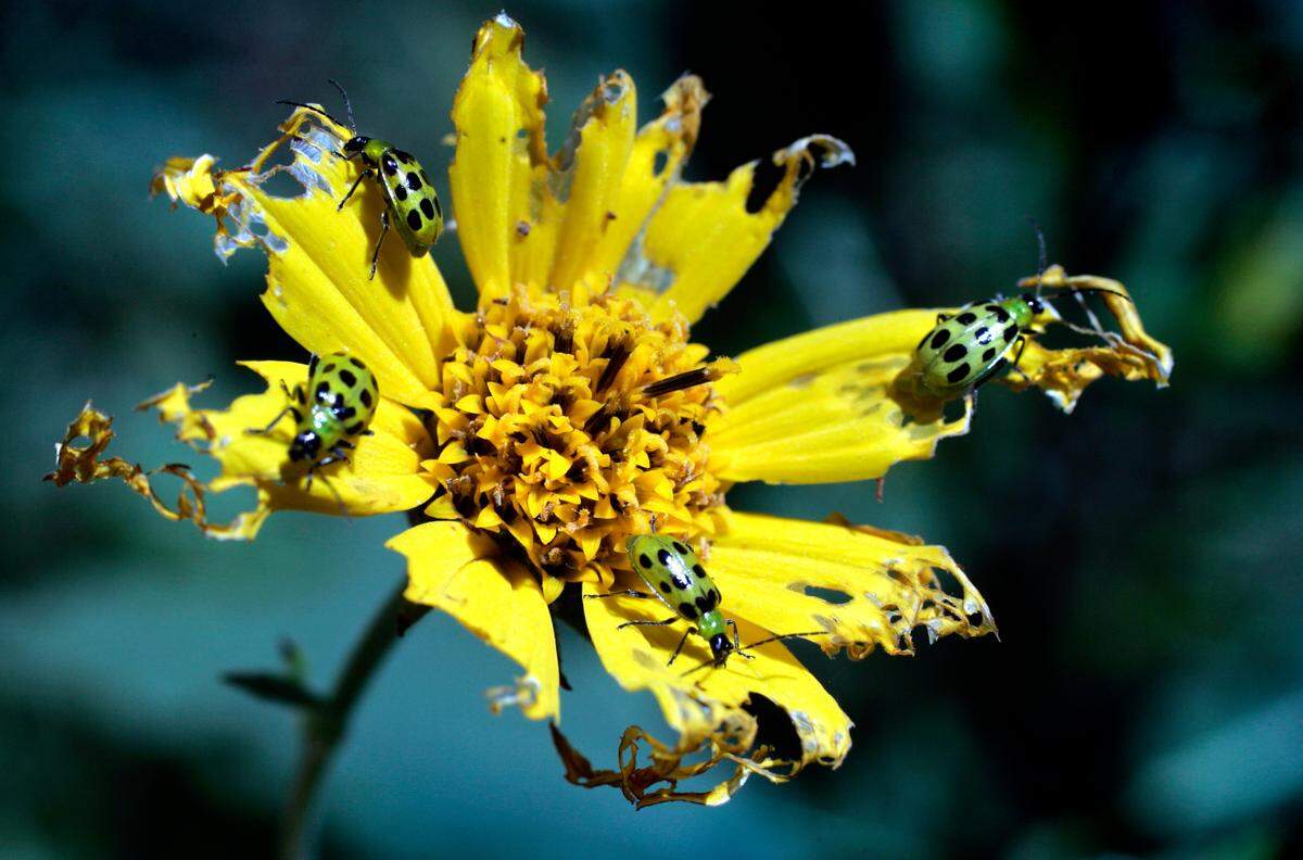 Spotted cucumber beetles can be destructive to vegetable and flower gardens.