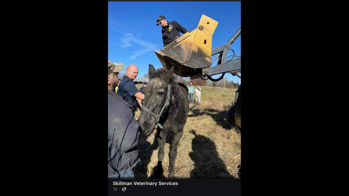 Lola was rescued from the creek after being stuck in freezing water for hours.