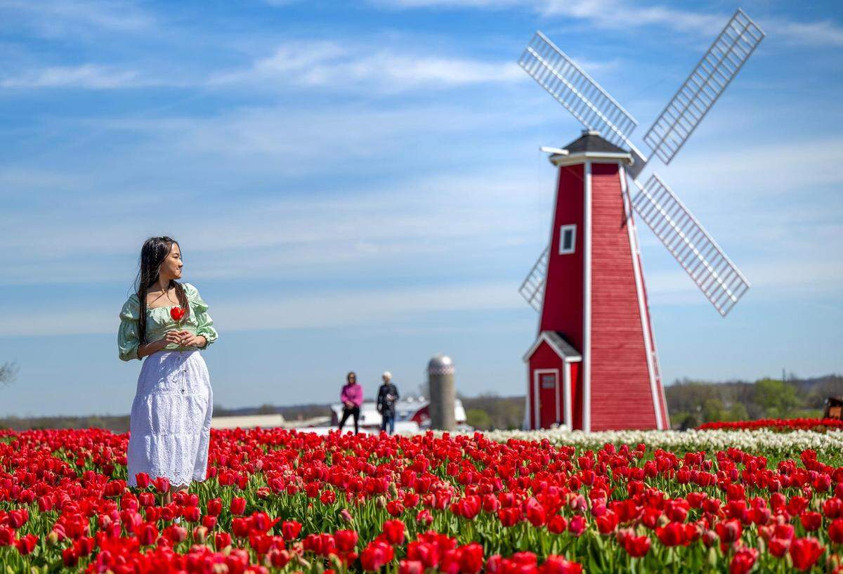 Doi Lahkang, 21, of Omaha, Nebraska, visits the tulip fields during the opening day of the Tulip Festival at The Fun Farm on Friday, April 5, 2024, in Kearney, Missouri. The farm, which is known for its acres of pumpkins, has over 1.5 million tulip bulbs planted across 12 acres for their fourth annual Tulip Festival.