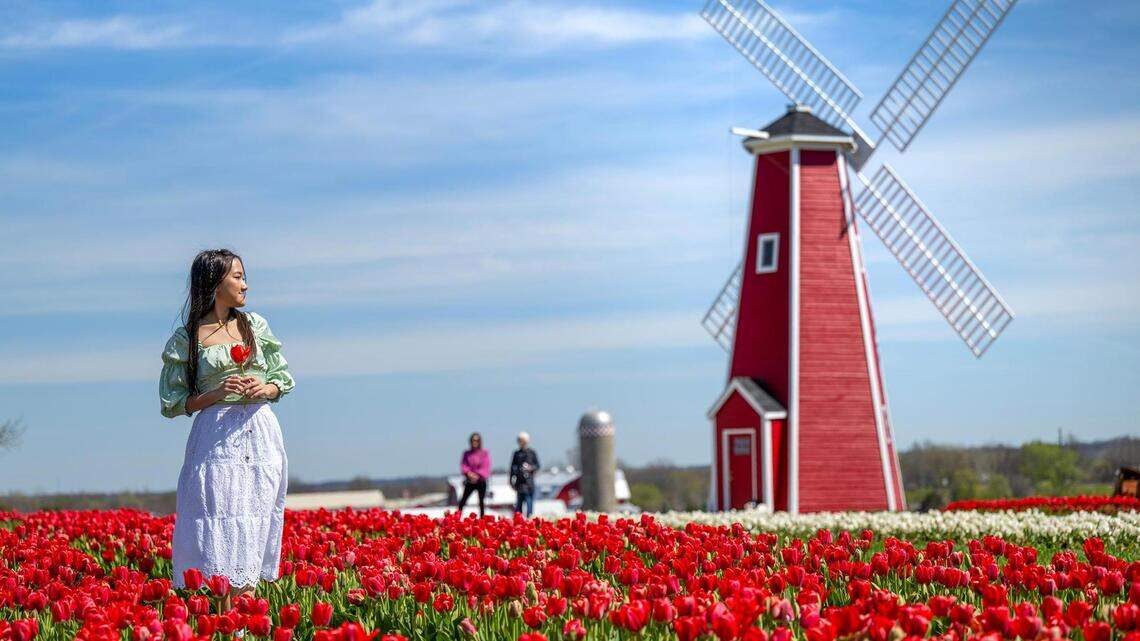 A treat for the eyes. More than a million tulips paint the landscape of this Kearney farm