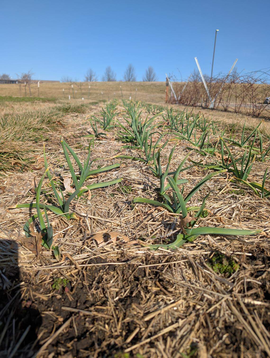 Spring garlic is characterized by fresh green shoots emerging from the soil.
