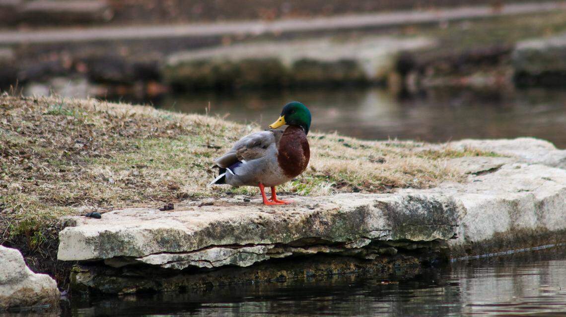 A mallard duck is seen at Sar-Ko-Par Trails Park in Lenexa on Dec. 10, 2025. Mallards are one species of water fowl that can carry bird flu without showing symptoms.