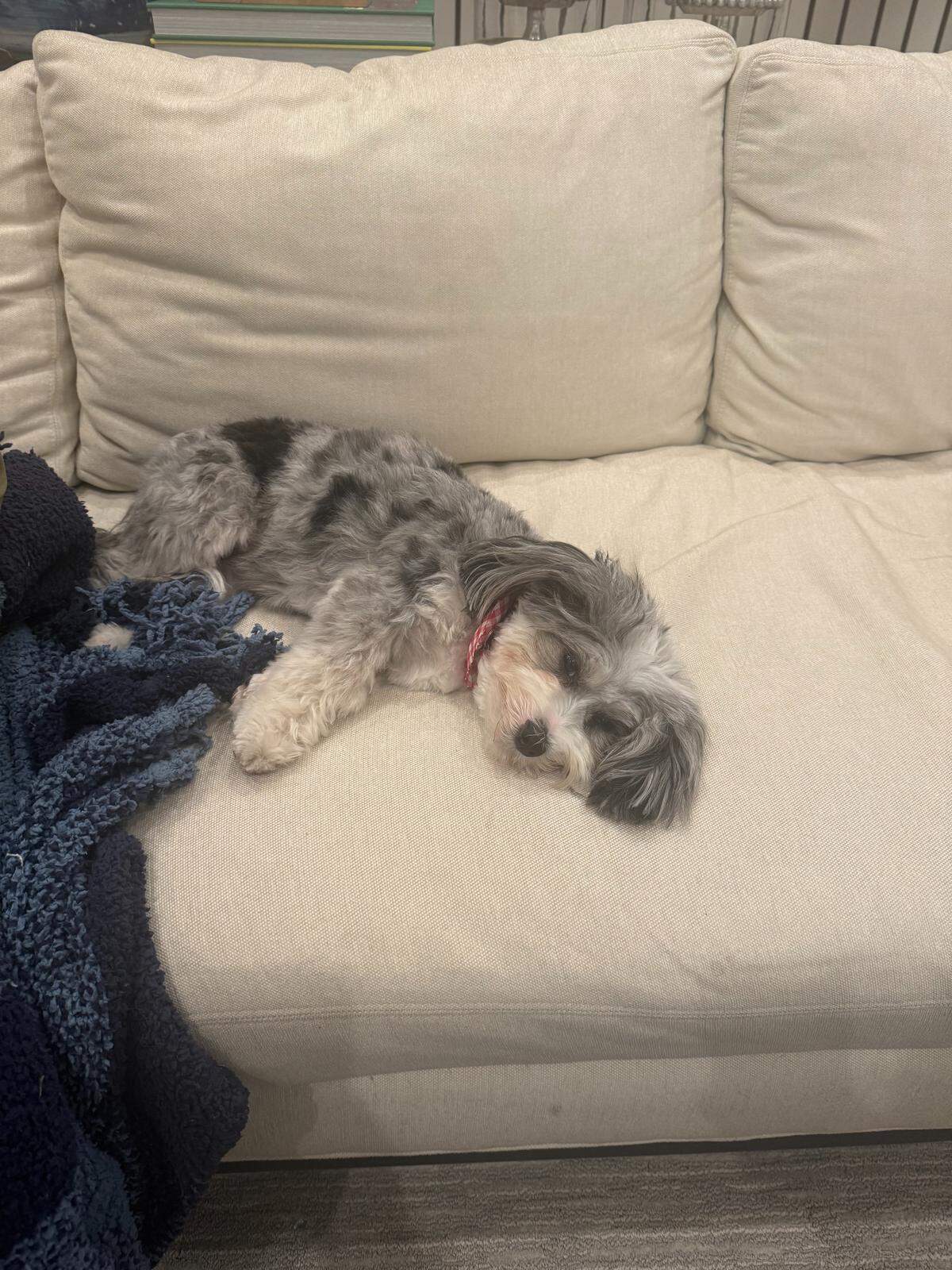 Gracie at home.