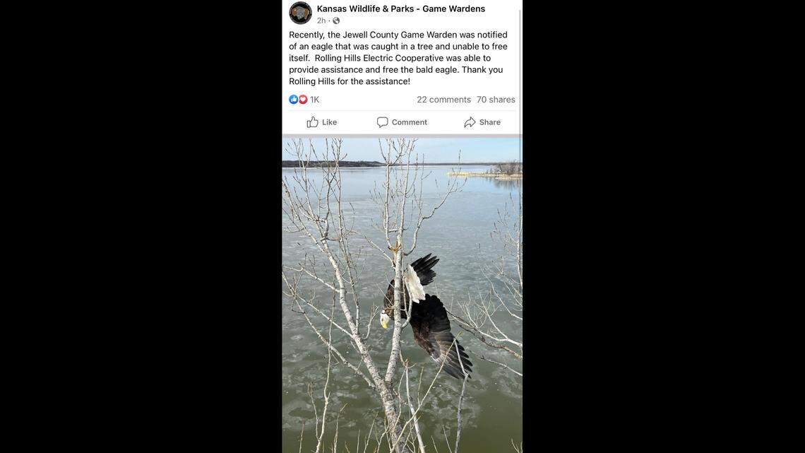 A bald eagle caught in a tree prior to being rescued in Kansas.