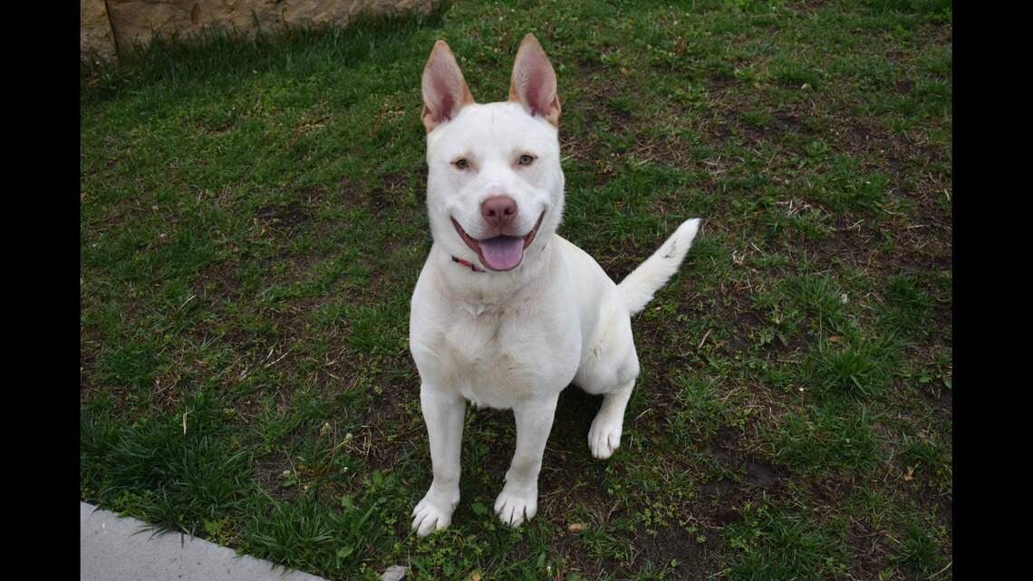 Husky, shepherd or tabby: Take your pick of these three precious pets in KC area