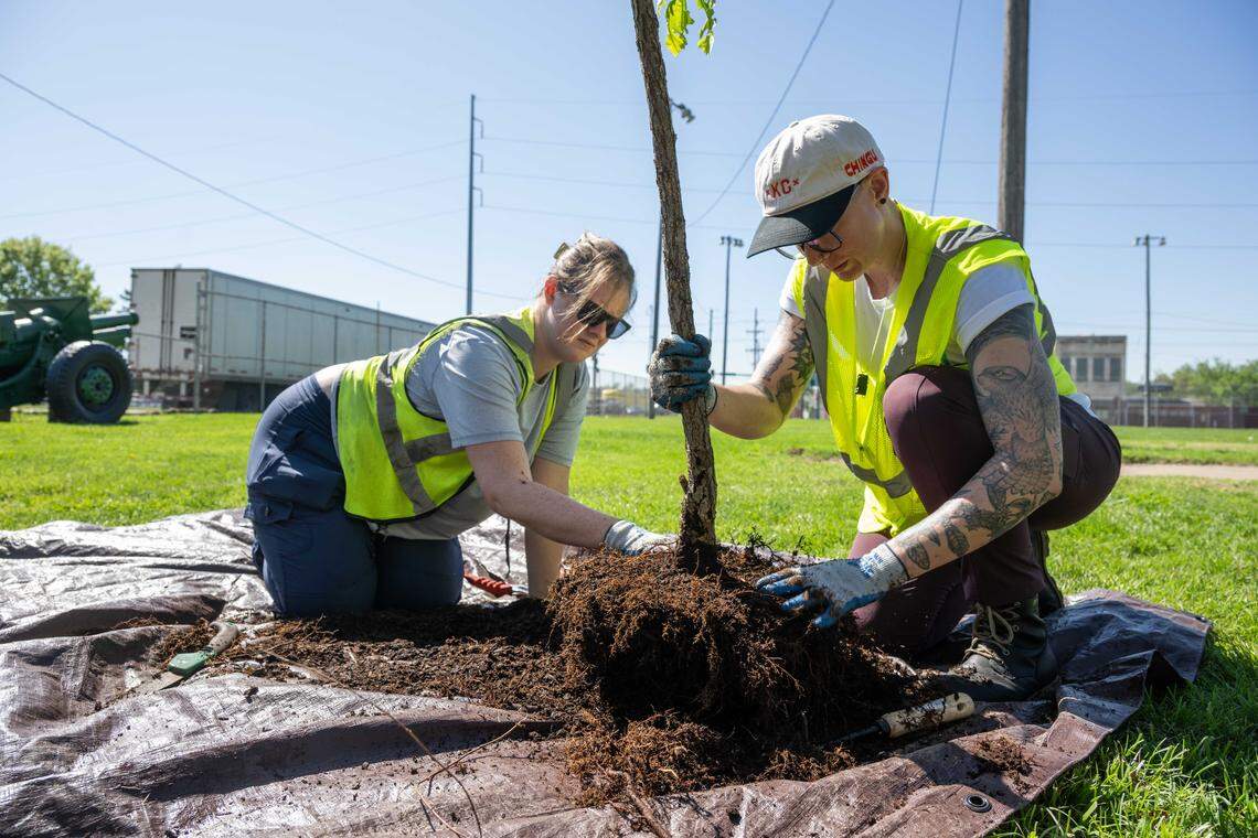 Volunteers Maddie Ramone and Allie Pratt prep tree roots for planting during a tree planting event on Thursday, April 16, 2026, in Kansas City. Armourdale Renewal Association and Bridging the Gap enlisted the volunteers to help plant trees in Shawnee Park and the nearby area.