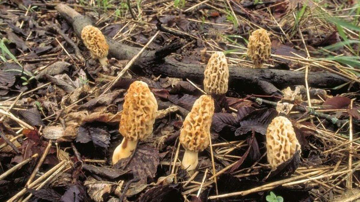 Morel mushrooms in Missouri.