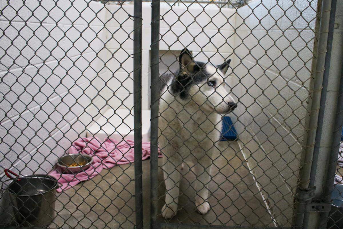 Bandit, a 6-year-old Alaskan Husky, watches visitors at the Olathe Animal Shelter on March 13, 2026.