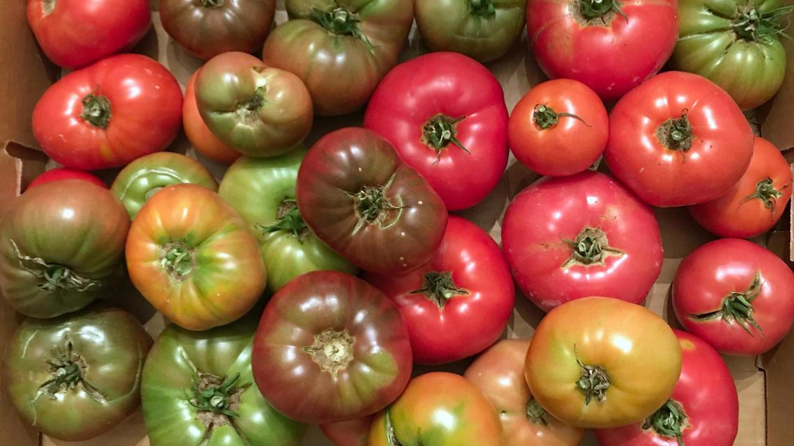 KC’s ‘Tomato Whisperer’ shares tips on getting productive plants in summer heat