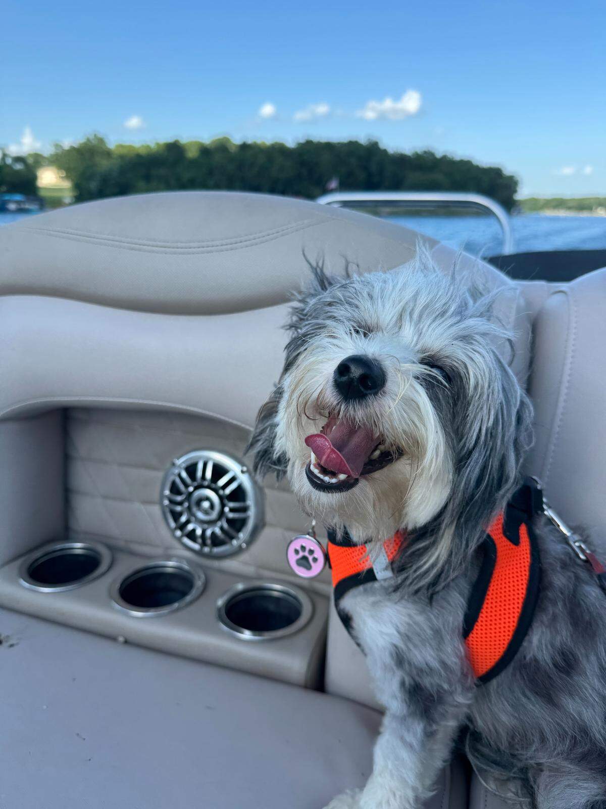Gracie before her great adventure.