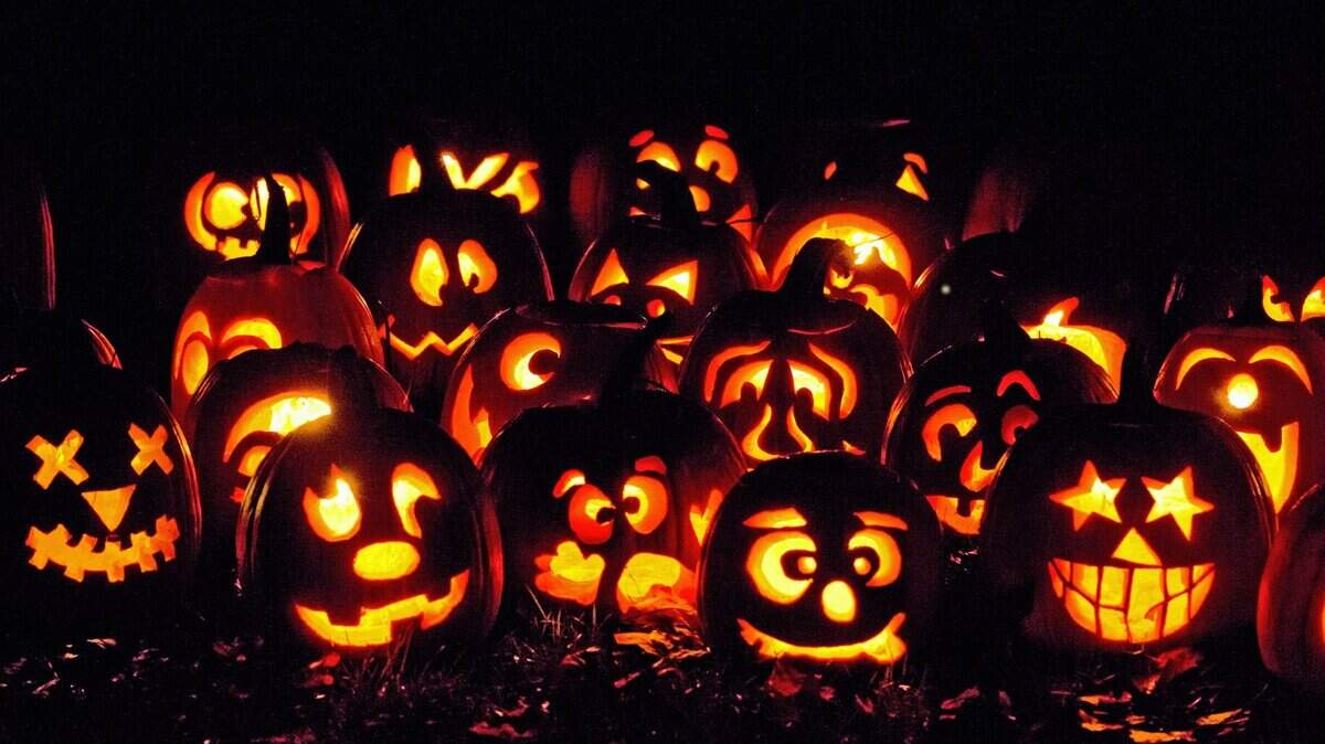 All those pumpkins being sold at area patches will be reincarnated as jack-o’-lanterns before the big night.