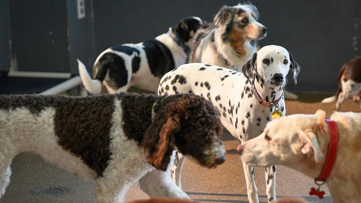 Bark & Brews ICT is a new business planned for Wichita that will include both an off-leash dog park and a bar.