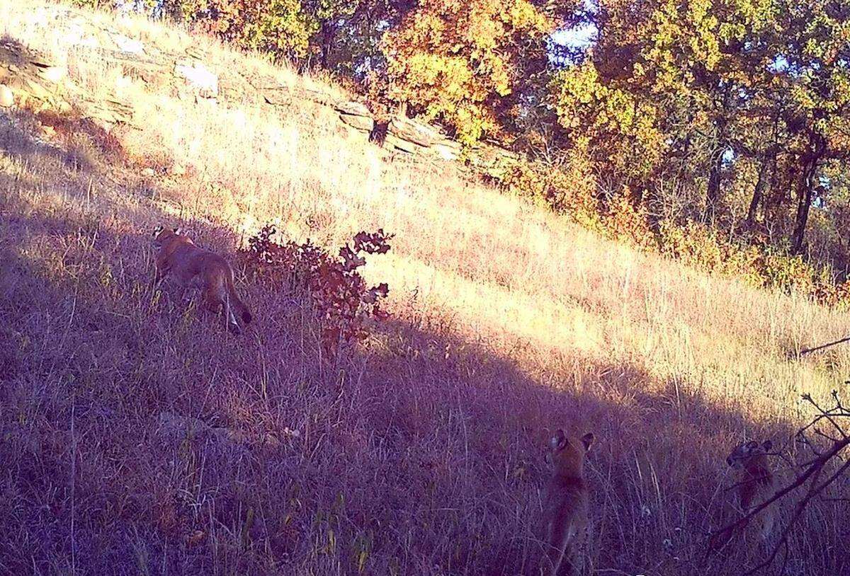 Two mountain lion kittens were spotted in Osage County in October, Oklahoma officials said.