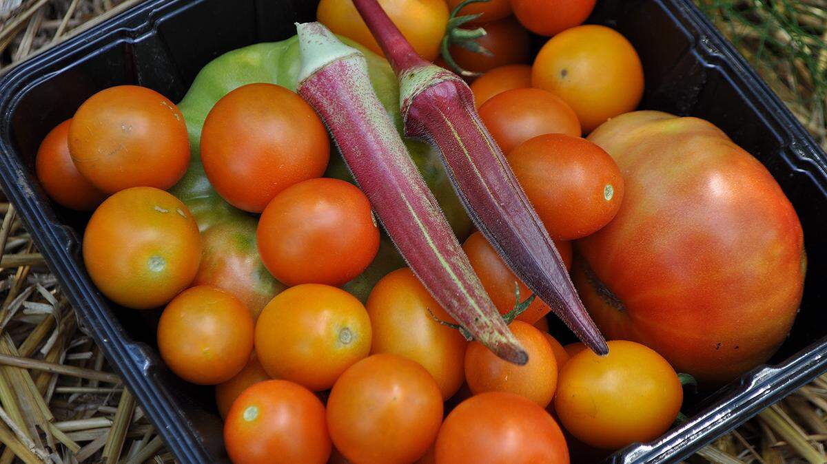 Tomatoes and okra are among the summer crops that can go into the ground in late April through May.