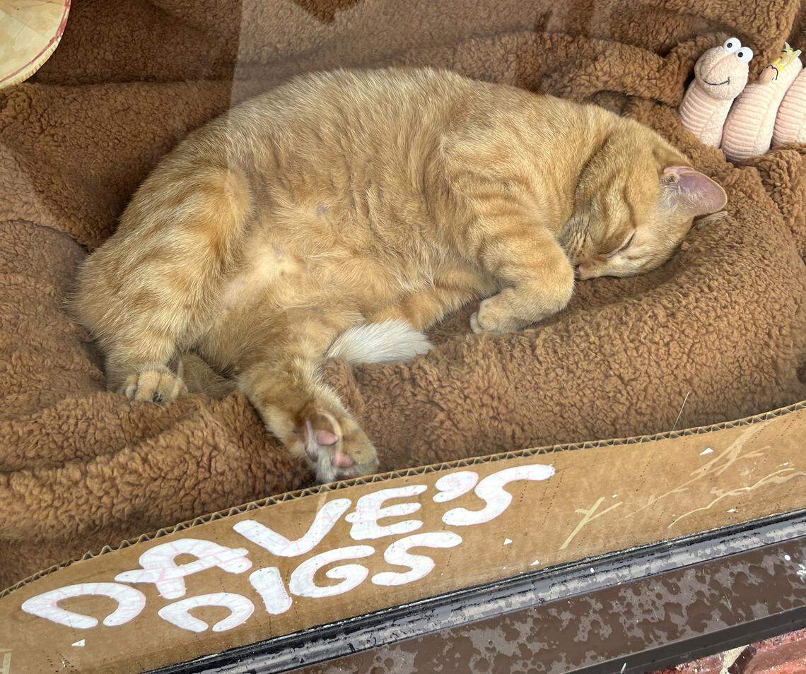 Dave, a shop cat, sleeps inside a cardboard box at Wonder Fair on Saturday, July 20, 2024, in Lawrence.