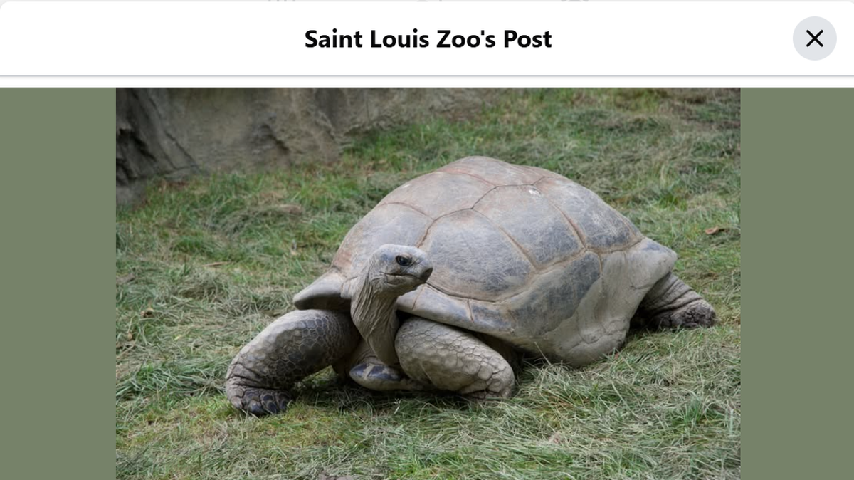 Othello the Aldabra giant tortoise, who was well over 100 years old, died at the St. Louis Zoo on April 8.