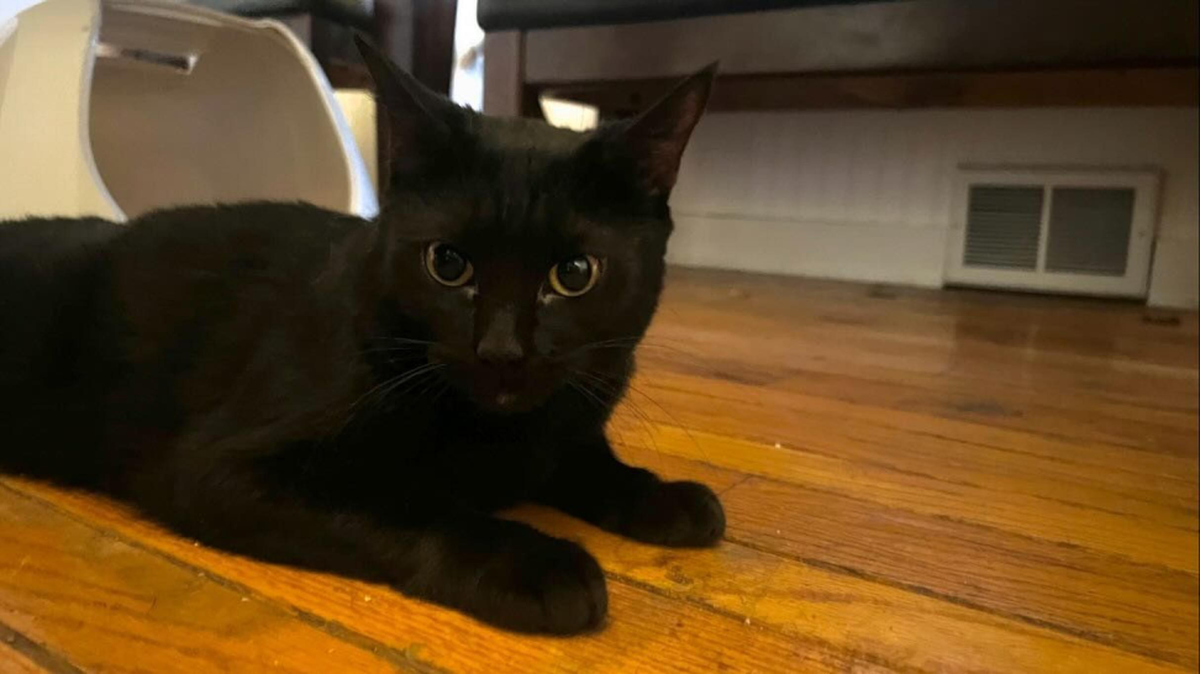 Gabby Cat