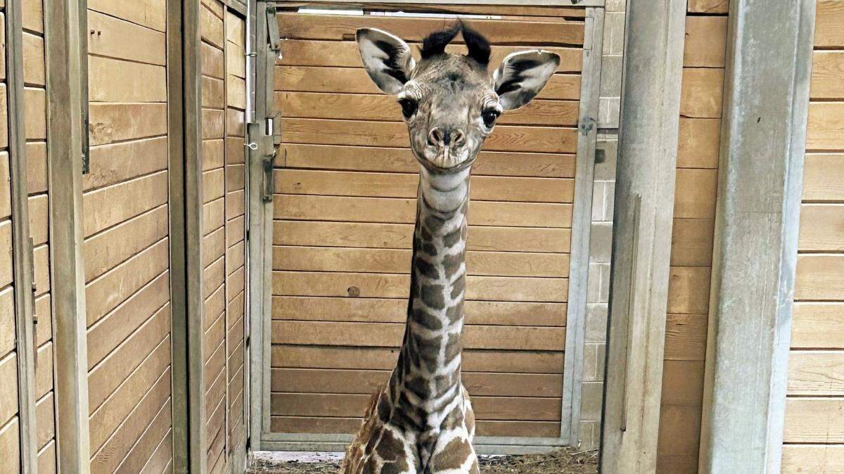 A female giraffe was born Sunday at the Kansas City Zoo. The giraffe, which does not yet have a name, weighs in at 125 pounds and 6 feet 4 inches tall.