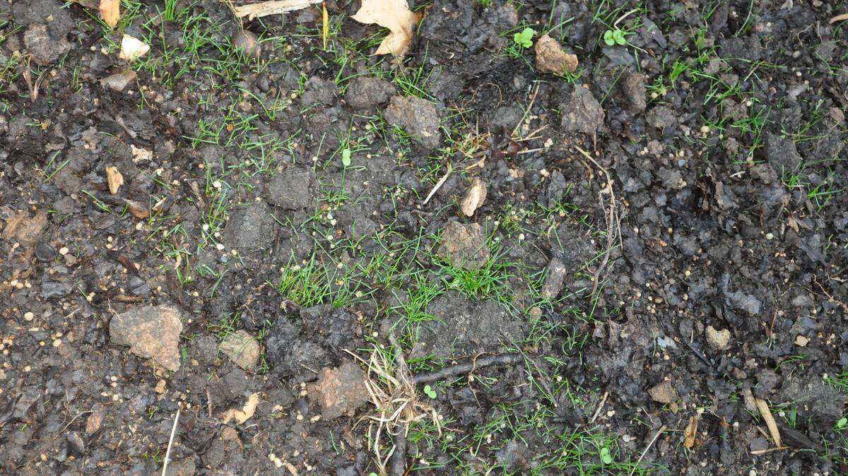Dormant seeding, to seed when plants are dormant, is an option to consider. It works often in small areas.