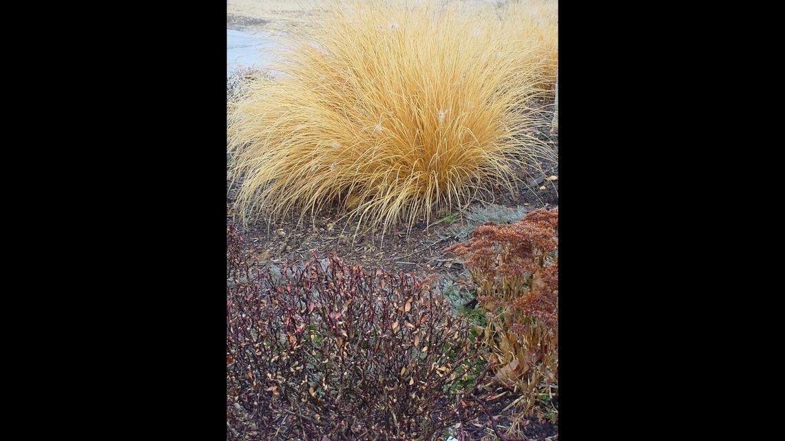 While it’s tempting to many gardeners to spread ash from our cozy fireplaces into the garden, think twice. Much of what makes up ash isn’t needed in the Kansas City area.