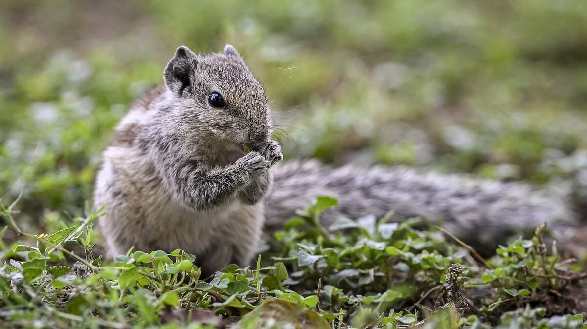 Austin Wildlife Rescue Overwhelmed Amid Animal Baby Boom