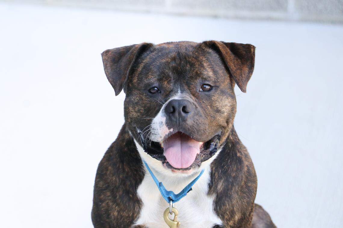 Liam is available for adoption at KCPP.