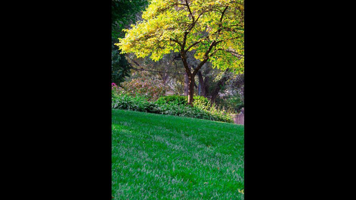 September is the most crucial month for fertilizing cool-season bluegrass and tall fescue lawns. Look for fertilizers with a high nitrogen concentration.