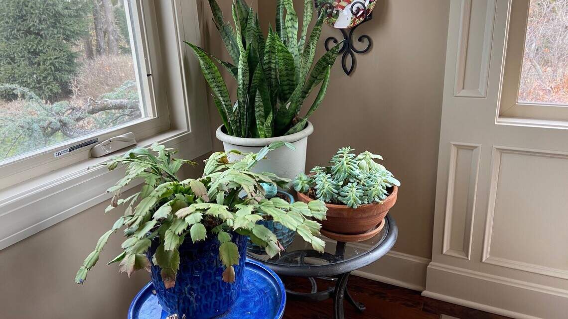 Do your houseplants have the blues? Take these simple steps to cheer them up