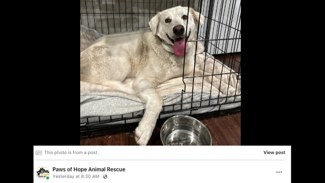 Kinnick, a 3-year-old Labrador mix, went missing in August and has finally been rescued.