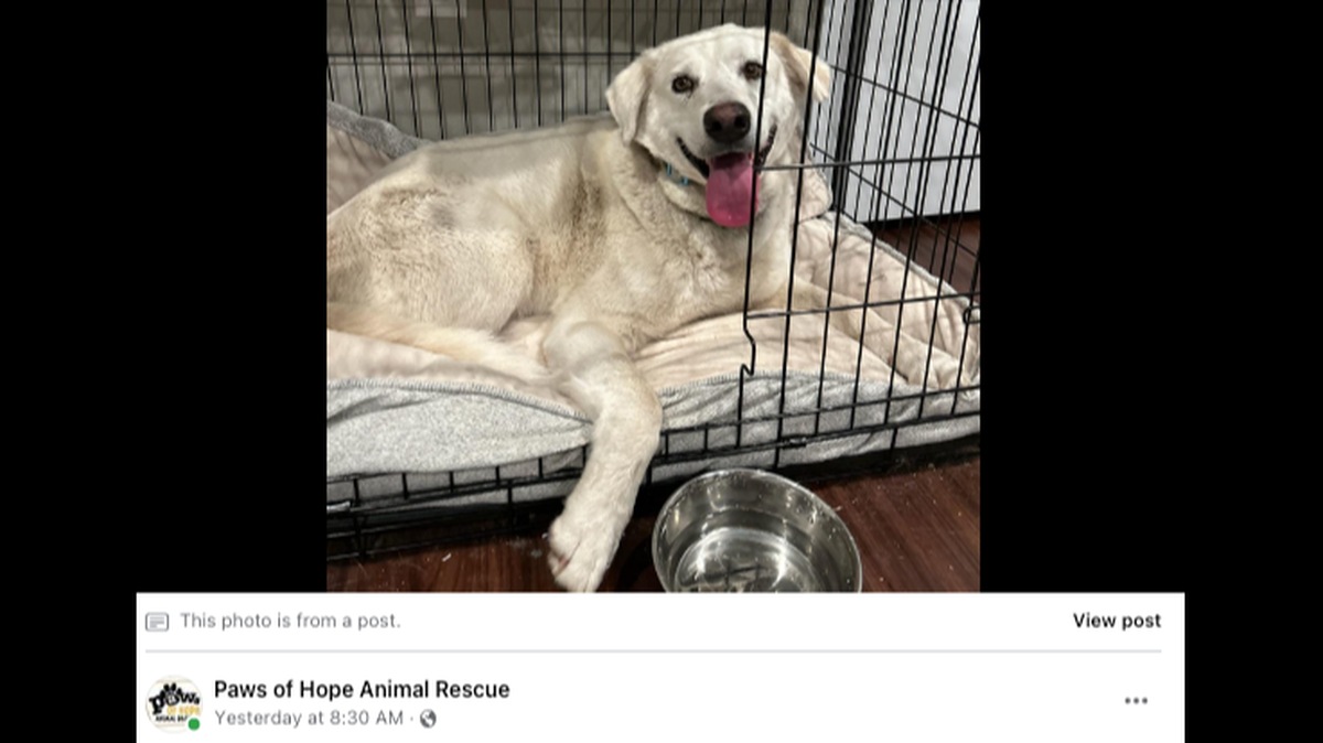 Kinnick, a 3-year-old Labrador mix, went missing in August and has finally been rescued.