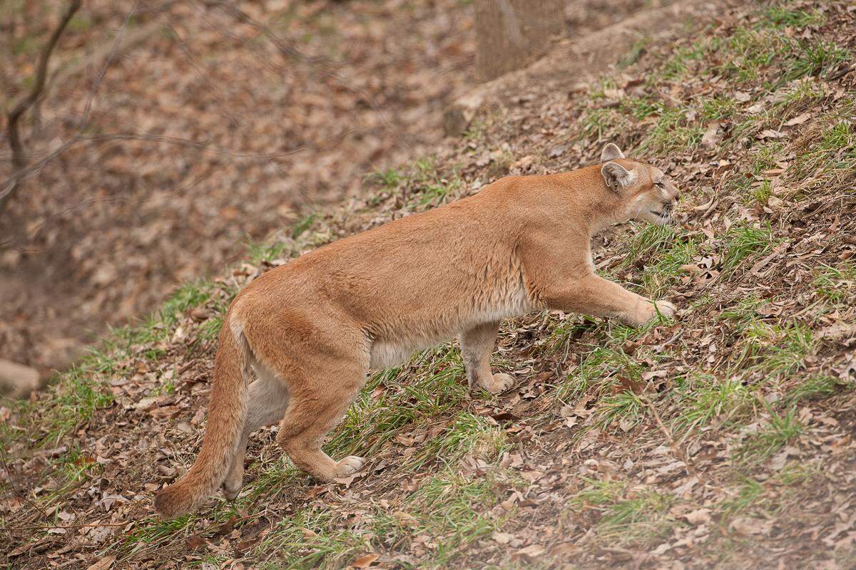 Experts say it's just a matter of time before Missouri has a permanent breeding population of mountain lions.