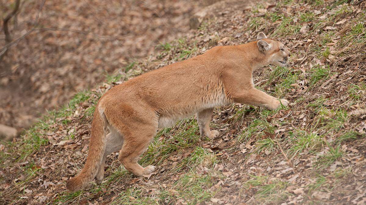 Experts say it’s just a matter of time before Missouri has a permanent breeding population of mountain lions.