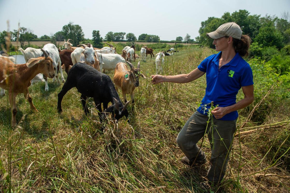Margaret Chamas, owner of the Goats on the Go Kansas City affiliate, feeds a weed to a goat while checking on the herd’s work progress on a client’s property in south Kansas City.