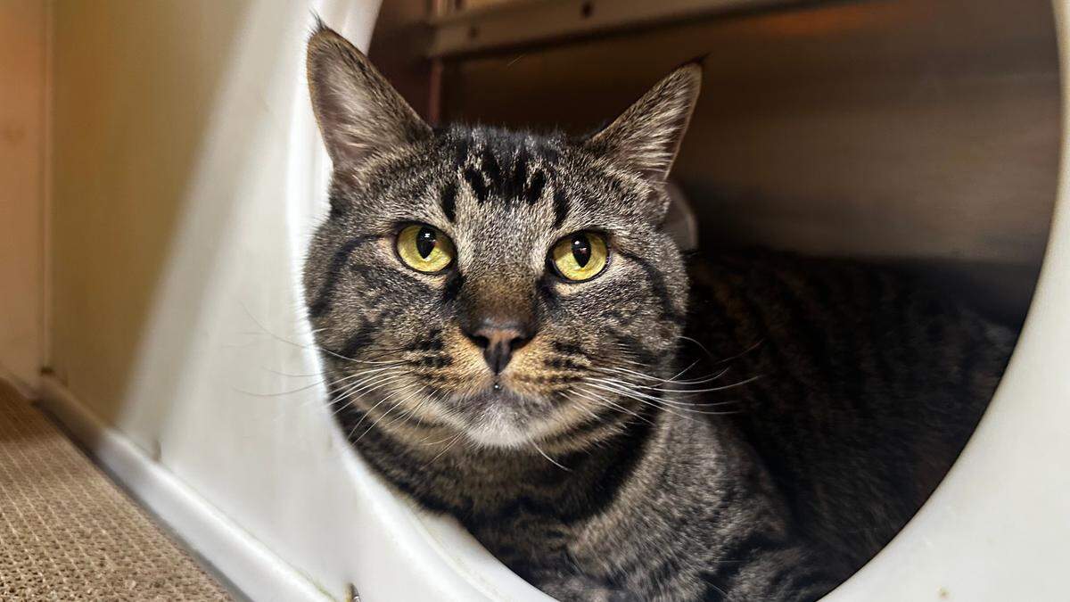 Fernando is a 3-year-old tabby cat up for adoption at Wayside Waifs.
