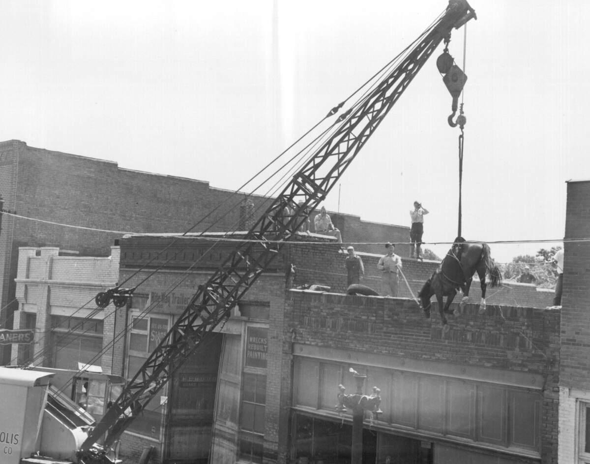 A horse is lifted by crane from a rooftop during cleanup after the flood.
