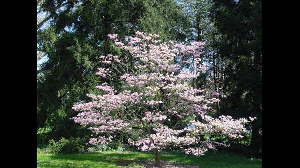 On top of being beneficial to insects and the environment, trees like this dogwood are simply beautiful.