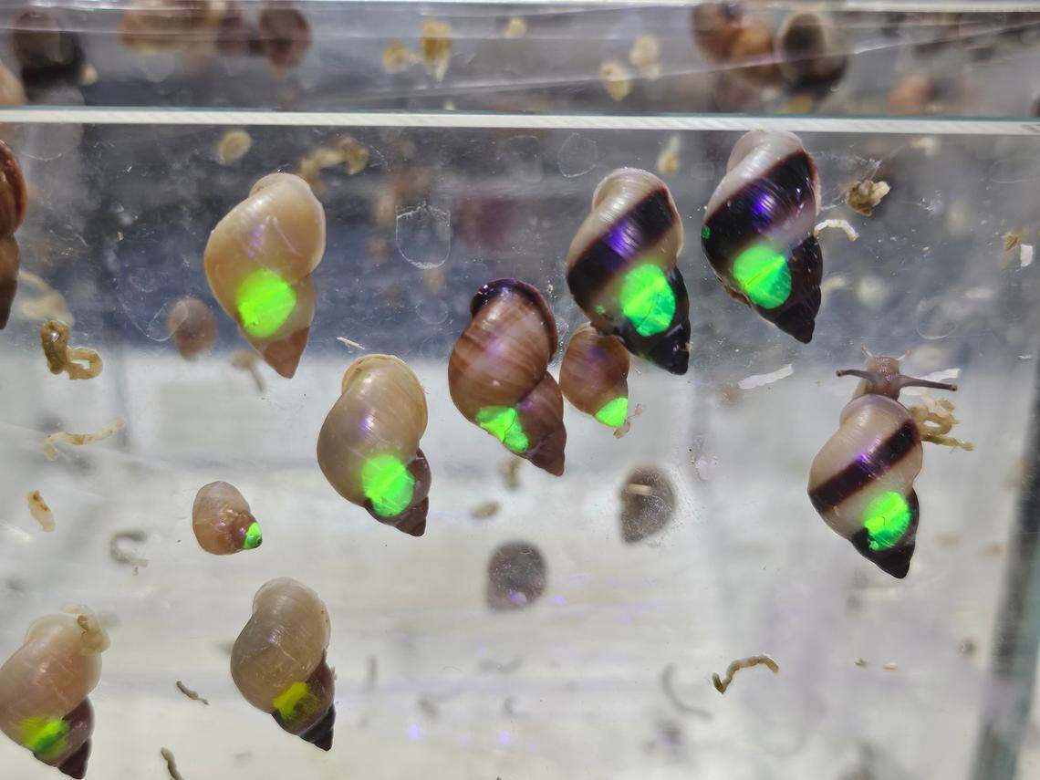 Partula varia, marked with dot of UV paint for identification, glows under UV light.