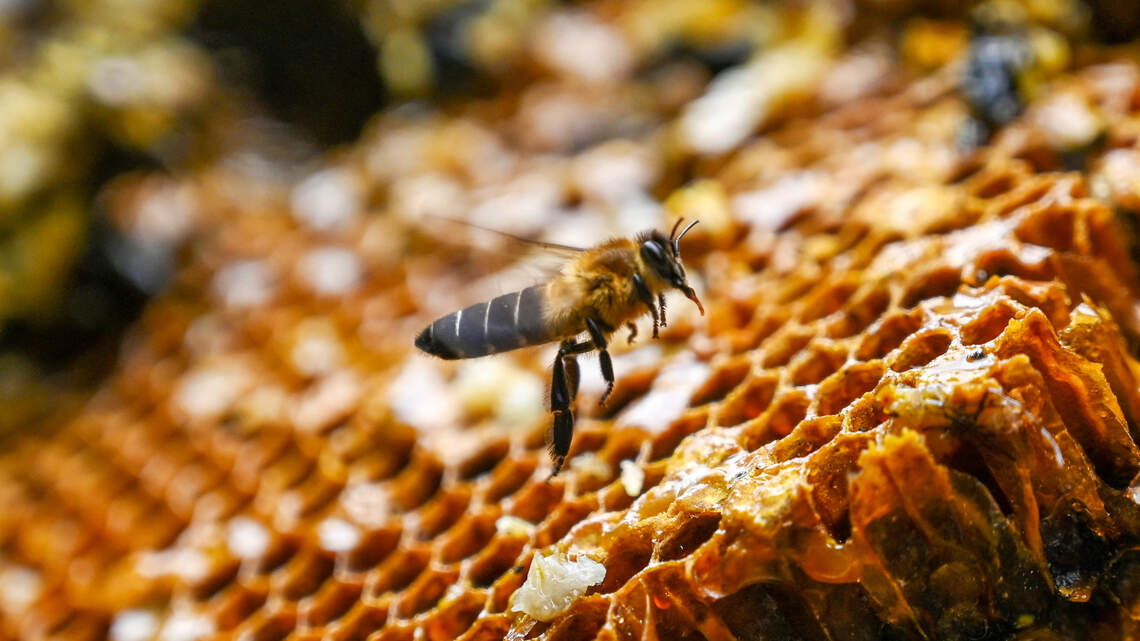 Honey is the home fragrance trend defining 2026 and here are 8 gorgeous scents to try today