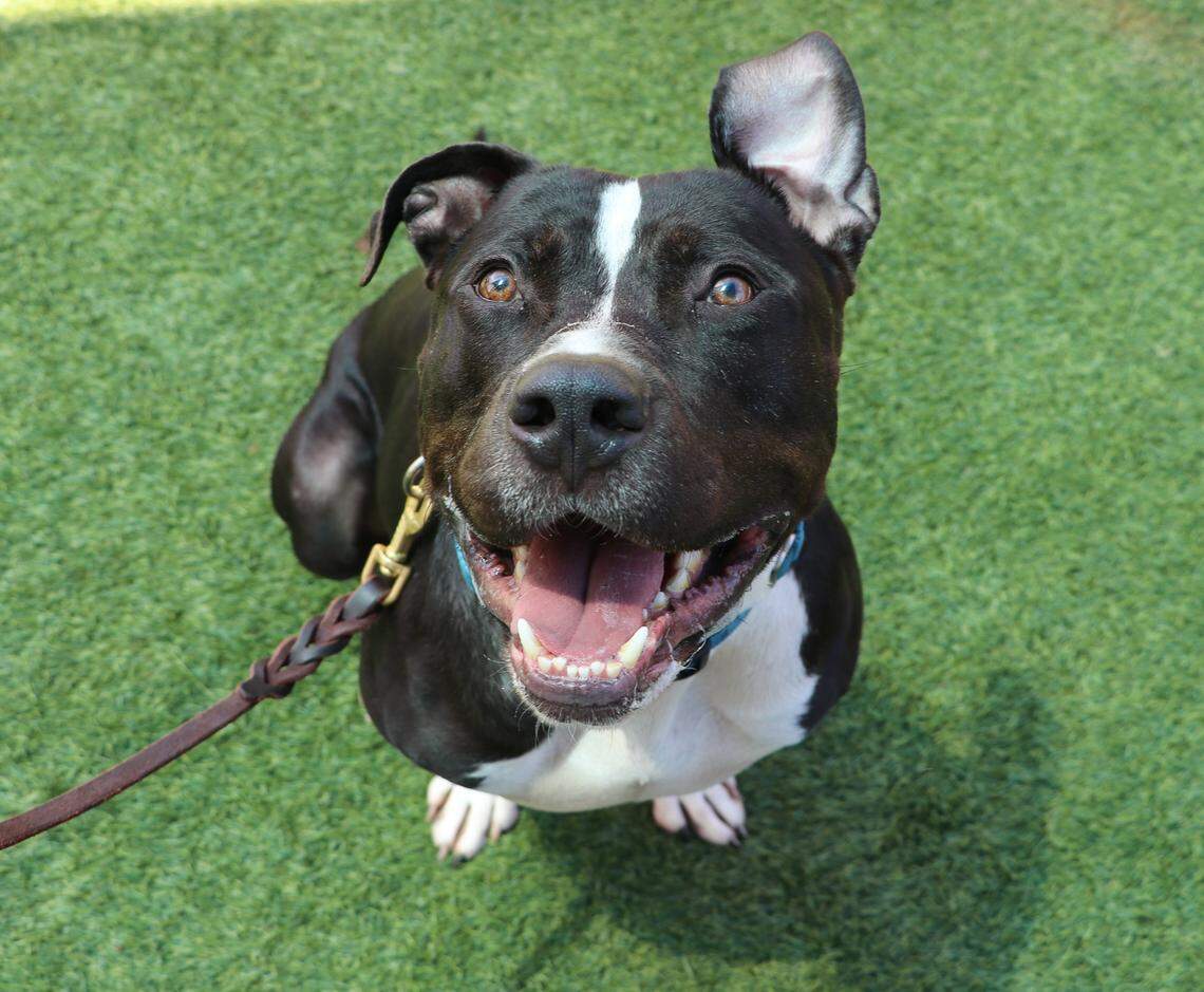 Vinny is available for adoption at KCPP