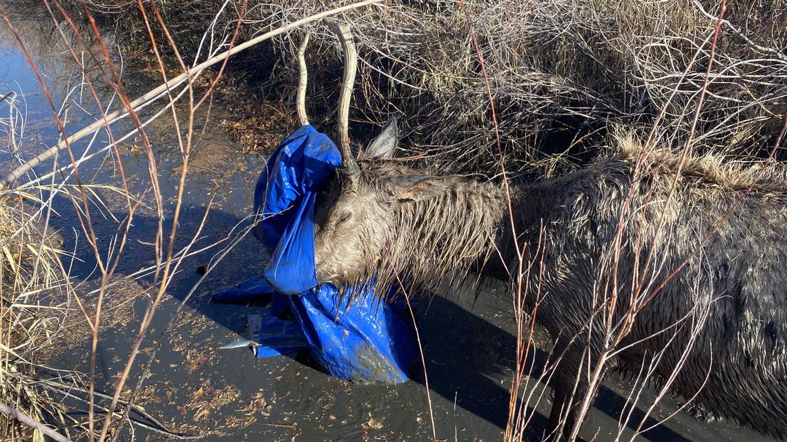 This young elk was found tangled in a tarp and stuck in a ditch on the west side of Loveland, wildlife officials say.