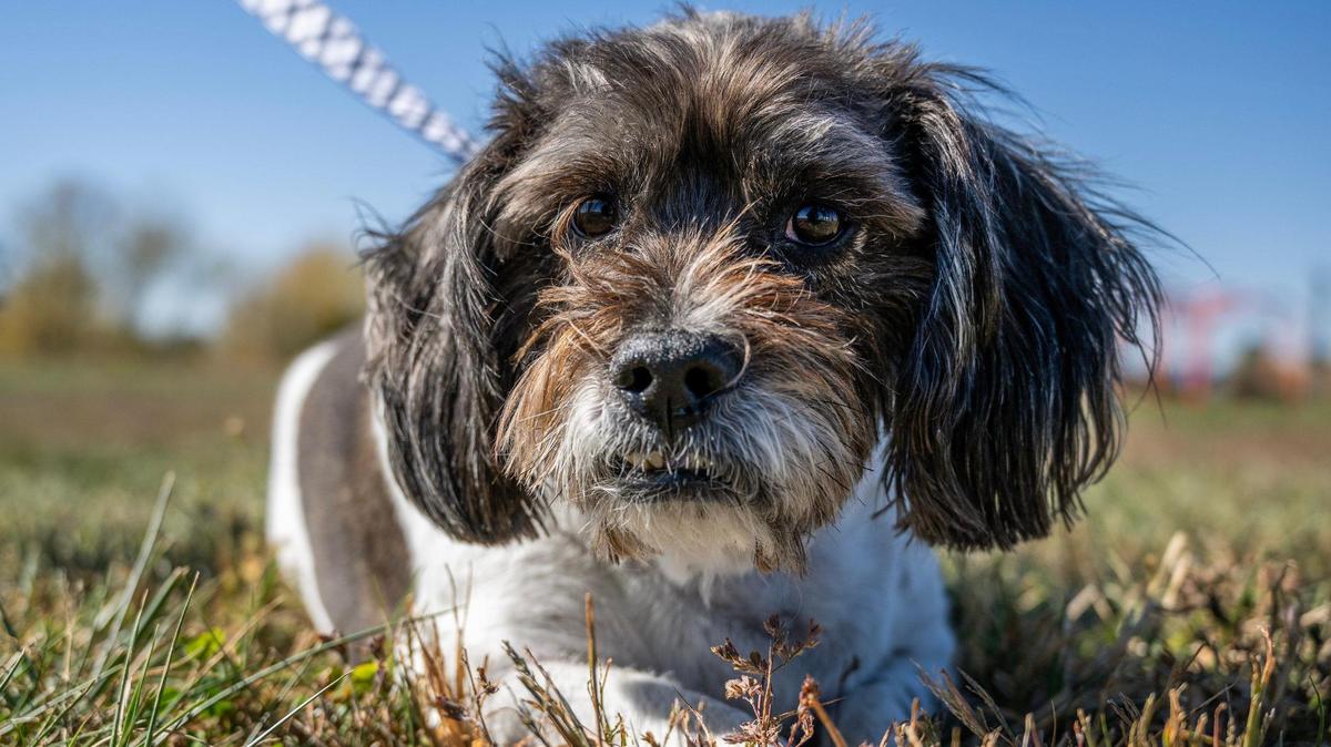 Murphy won The Star’s cutest cog contest in 2024. Who will take it in 2025?