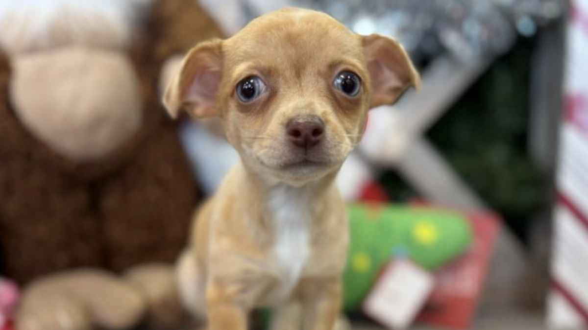 Clarice, a 10-week-old Chihuahua, was taken from Petland in Blue Springs around 5 p.m. Monday. The puppy is tan with a white patch on her neck and chest, and weighs around 2 pounds. She needs special assistance to eat.