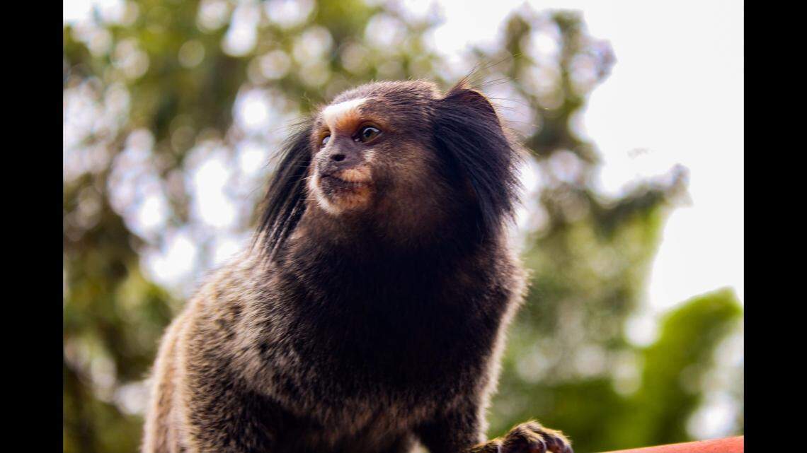 Kentucky authorities seized and euthanized a woman’s pet marmoset (not the one pictured) after it bit a child, according to officials.